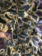 Ilex aquifolium Argentea Marginata with variegated green and silver leaves