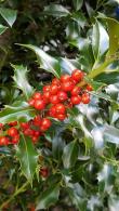 Ilex Aquifolium, Evergreen Shrubs Specialists, London Plant Centre, Crews Hill, Enfield 