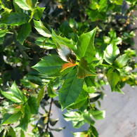 A hardy evergreen holly with glossy blue-green leaves and vibrant red berries in winter.