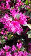 Azalea Obtusum Amoena - beautiful evergreen flowering shrub for sale online with UK delivery