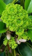 Trochodendron Aralioides in flower - buy online from our London plant centre UK delivery.