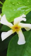 Trachelosperum Jasminoides Star Of Toscana Selbra, evergreen jasmine buy online UK