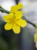 Jasminum nudiflorum Winter Jasmine with yellow flowers