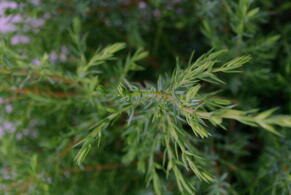 A tall, narrow evergreen conifer with dense blue-green foliage, perfect for hedging or accenting gardens.