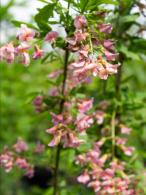 Laburnocytisus adamii Adam