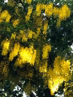 Laburnum watereri Vossii deciduous tree with yellow flowers