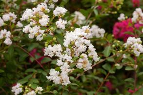 Lagerstroemia Indiya Charms Neige d’Été crape myrtle in full bloom with pure white flowers