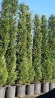 Cupressus Leylandii, Leylandii Tree Specialists - Paramount Plants, North London UK