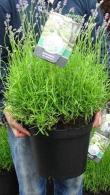 Lavender Plants for sale at Paramount Plants and Gardens, London and online within the UK. 