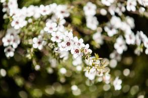 Leptospermum Scoparium Alba, White Flowering Tea Tree to buy online UK