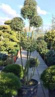 Ligustrum Jonandrum Pom Pom - Italian Privet Pom Pom - Mature Topiary trees for sale online UK