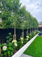 Pleached Ligustrum japonicum trees featured in a customer’s pleached tree garden design