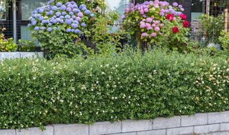 Common Privet Lodense Ligustrum Vulgare Lodense European Privet