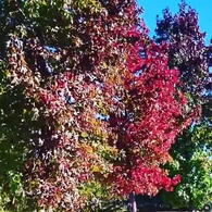 Liquidamber Styraciflua Trees, Summer Foliage, Trees for Sale UK