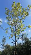 London plane trees from Paramount garden centre, North London - Specimen tree specialist nursery and online shop, UK