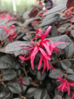 Loropetalum Chinense Black Pearl Chinese Fringe Flower