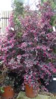 Loropetalum Chinense Fire Dance evergreen shrub for sale online with UK delivery