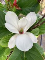 Magnolia Alba Superba, a classic beauty with large fragrant white blooms and lush green foliage. Perfect for creating a serene garden atmosphere