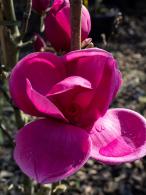 Magnolia Black Tulip deciduous tree with dark purple flowers