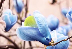 Magnolia Acuminata Blue Opal single flower, rare and unusual blue flowering Magnolia buy UK