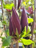 Magnolia Brooklynensis Black Beauty flowering in April, UK