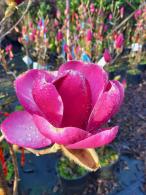 Magnolia Emperor deciduous tree with large pink flowers