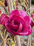 Magnolia Genie deciduous tree with deep purple flowers