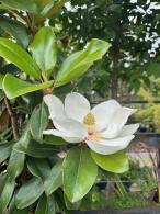 Magnolia Grandiflora as full standard for sale from Evergreen Screening specimen tree specialist, UK.