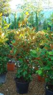 Magnolia grandiflora for sale at specialist nursery, London, UK