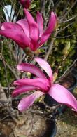 Magnolia Susan elegance that lasts