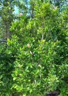 Magnolia Lilliflora Nigra or Black Lily Magnolia for sale online UK