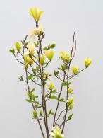 Bright yellow blossoms accented with a rosy blush. Bringing warmth and charm to any garden setting.