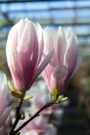 Magnolia soulangeana tree with large pink and white flowers