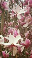 Magnolia soulangeana tree with large pink and white flowers