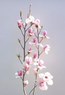 Fragrant pink and white flowers on a graceful compact tree.