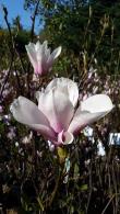 Magnolia soulangeana Superba tree with large pink and white spring flowers