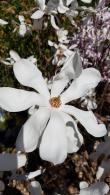 Magnolia stellata compact tree with star shaped white flowers