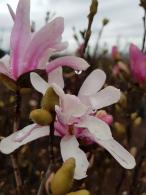 Magnolia Stellata Rosea. Pink Magnolia with profuse flowering in Spring, buy online UK