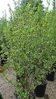 Magnolia stellata compact tree with star shaped white flowers