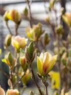 Magnolia sunsation tree in flower, huge selection of Magnolia varieties for sale online with UK delivery.