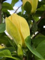 Magnolia Yellow Bird deciduous tree with yellow flowers