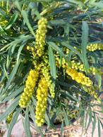 Mahonia eurybracteata Soft Caress evergreen shrub with yellow flowers