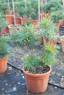 Mahonia eurybracteata Soft Caress evergreen shrub with yellow flowers