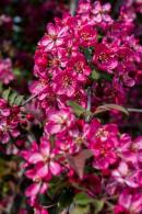 Malus Coccinella crab apple tree with pink flowers and red fruit