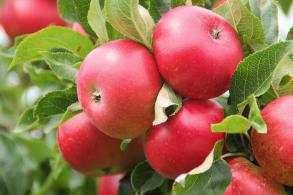 Malus Domestica Discovery Apple Trees, an excellent early dessert apple variety reliably producing large tasty red apples.