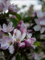 Malus Domestica Elstar Apple, excellent apple tree variety reliably producing good crop of mainly red apples. 