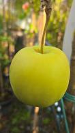 Malus domestica Golden Delicious apple tree with yellow apples