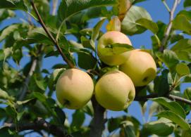 Malus domestica Golden Delicious apple tree with yellow apples