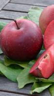 Malus Domestica Vitalstar Apple