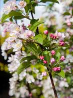 Malus Red Sentinel Ornamental Crab Apple Tree - heavenly blossom in spring and a profusion of red fruit in autumn 